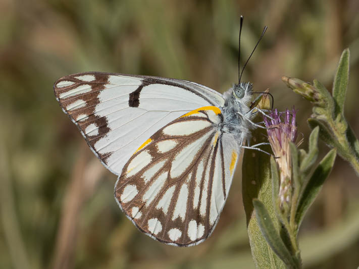 Belenois aurota (Caper White).jpg